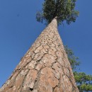 A loblolly pine on the campus of Stephen F. Austin State University in Nacogdoches, TX. Photo courtesy of Ron Billings, Texas A&M Forest Service.