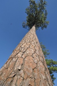 A loblolly pine on the campus of Stephen F. Austin State University in Nacogdoches, TX. Photo courtesy of Ron Billings, Texas A&M Forest Service.