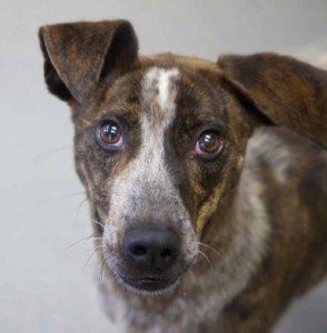 This is Helios, an approximately 3-year-old cattle dog/greyhound mix with Lucky Dog Animal Rescue.Credit: Lucky Dog Animal Rescue www.luckydoganimalrescue.org