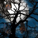 flying foxes bats halloween