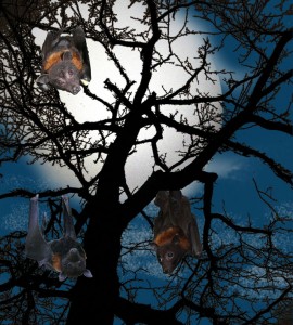 flying foxes bats halloween