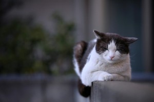 Cat photo 会釈 Nod