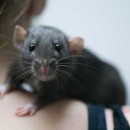 pet rat on shoulder