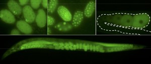 C. elegans expressing GFP-fusions created by CRISPR