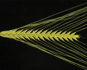 Image courtesy of Ning Wang and Takao Komatsuda. An Epiallele at cly1 Affects the Expression of Floret Closing (Cleistogamy) in Barley