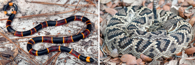Left: Eastern coral snake (Micrurus fulvius); Right: Eastern diamondback rattlesnake (Crotalus adamanteus) IMAGE CREDIT: Kenny Wray, Florida State University 