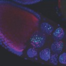 Drosophila stage 10 egg chamber. DNA (blue) labels large nuclei of nurse cells and smaller follicle cells. Fluorescent in situ probes to chromosome-2 (red) and the X-chromosome (green) show condensin II mediated dispersal of chromatid fibers in nurse cells as they compact and form chromosome territories. Julianna Bozler and colleagues show that condensin II can exert mechanical forces great enough to remodel and pull nuclear envelope membrane into intra-nuclear vesicle-like structures, see Bozler et al. Image courtesy of Huy Nguyen.