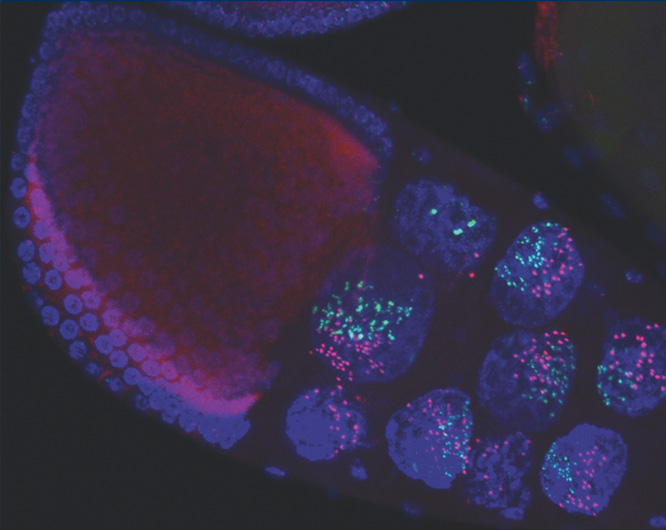 Drosophila stage 10 egg chamber. DNA (blue) labels large nuclei of nurse cells and smaller follicle cells. Fluorescent in situ probes to chromosome-2 (red) and the X-chromosome (green) show condensin II mediated dispersal of chromatid fibers in nurse cells as they compact and form chromosome territories. Julianna Bozler and colleagues show that condensin II can exert mechanical forces great enough to remodel and pull nuclear envelope membrane into intra-nuclear vesicle-like structures, see Bozler et al. Image courtesy of Huy Nguyen.