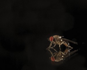 Drosophila affinis