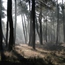 Maritime pine forest