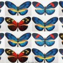 Different color pattern forms of Heliconius erato, Image credit: Riccardo Papa