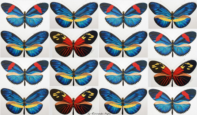 Different color pattern forms of Heliconius erato, Image credit: Riccardo Papa