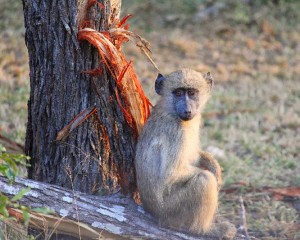 A juvenile yellow baboon rests by a tree in South Africa. In this issue of GENETICS, Atkinson et al. characterize the genetic architecture and evolvability of brain folding in primates using a pedigreed population of such baboons. Image courtesy of J. Graham Atkinson.