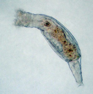 A Bdelloid Rotifer. By Rkitko shared under Creative Commons Attribution-Share Alike 3.0 Unported license.