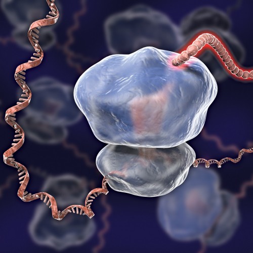 An artist's rendition of a ribosome. Credit: C. BICKLE/SCIENCE