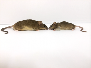 A mouse from Gough Island (left) next to a mouse from the mainland.