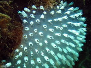 Sea squirts. Image credit: Richard Ling [CC-BY-SA-2.0].