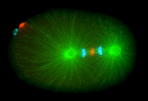 C. elegans zygote fixed and stained for tubulin (green), DNA (blue), and the central spindle-associated kinesin ZEN-4 (red). Image courtesy of Julie Canman (Columbia University)