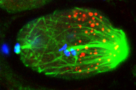 Fixed one cell stage embryo during mitosis, depleted of the dynein heavy chain DHC-1 using RNAi, and stained with antibodies against alpha-tubulin (green), PGL-1 (red, marking P granules) and counterstained with a DNA dye (blue). Image courtesy of Pierre Gönczy.