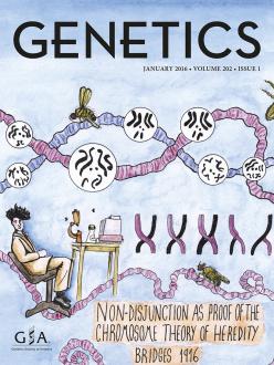 Illustration depicting Calvin Bridges′ seminal 1916 paper, published in GENETICS. Featuring karyotypes found in the original paper as well as pachytenes and Drosophila melanogaster. Bridges pioneered the use of Drosophila melanogaster as a model organism in genetics. Cover illustration created by Alex Cagan (Max Planck Institute), who says he wanted to capture the sense of excitement and discovery Bridges must have felt at the time. He also describes the karyotypes as a natural form of calligraphy. 
