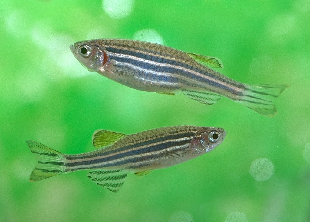 Adult zebrafish of AB strain. Top: female, bottom: male. Photoshop composite of two separate pictures.