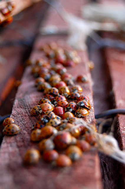 The Ladybugs' Picnic by The Real Estraya. CC BY-NC 2.0 