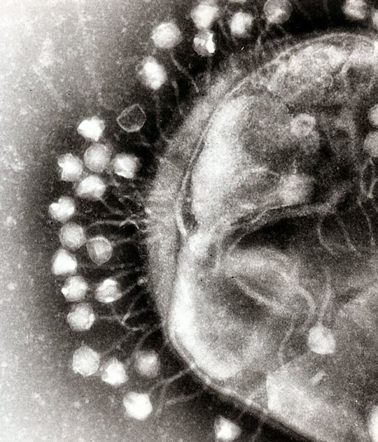 Bacteriophages (white polygonal shapes) attached to a bacterial cell, ready to transfer their genome into the bacterium. By Dr Graham Beards [CC BY-SA 3.0]