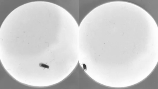 The video on the left shows a control fly and the video on the right shows an nf1p1 strain, in which a large portion of the nf1 gene is deleted. Although the control strain interrupts its “patrol” of the arena to groom, the mutant strain spends substantially more of its time grooming in place.