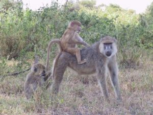 Vet, a female yellow baboon, and her children in Amboseli National Park. Photo courtesy of Susan Alberts.
