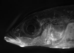 A stickleback with sensory cells of the lateral line (neuromasts) stained. By Abby Wark.