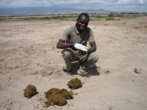 Patrick Chiyo collecting noninvasive samples from elephants in Amboseli National Park