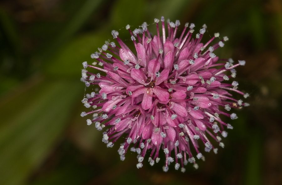 Helonias bullata, a species threatened with extinction. Its low genetic diversity, a factor contributing to its decline, may have been caused by a high rate of self-fertilization. By Hedwig Storch (Own work) [CC BY-SA 3.0 (http://creativecommons.org/licenses/by-sa/3.0)], via Wikimedia Commons.
