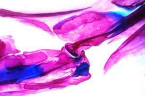 Adult zebrafish jaw joint stained with alcian blue (cartilage) and alizarin red (bone).