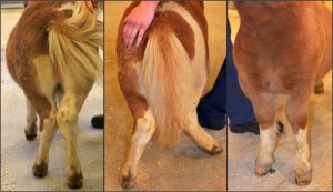 Ponies suffering from skeletal atavism have bowed legs. Photo credit: Ove Wattle.