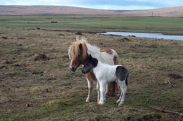 Newborn Shetland pony foal not affected by skeletal atavism. © Copyright Mike Pennington and licensed for reuse under this Creative Commons License.