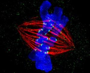 This cell is preparing to divide. Two copies of each chromosome (blue) are lined up next to each other in the center of the cell. Next, protein strands (red) will pull apart these paired chromosomes and drag them to opposite sides of the cell. The cell will then split to form two daughter cells, each with a single, complete set of chromosomes. Image and caption credit: Jane Stout, Indiana University, 2012 GE Healthcare Cell Imaging Competition winner.