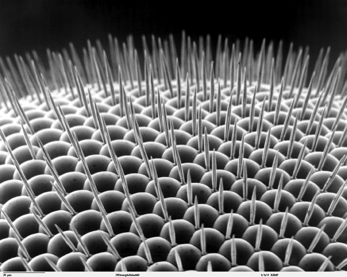 A high-magnification scanning electron micrograph of a fruit fly's compound eye showing individual optical units (ommatidia). Information and public domain notice. Source.