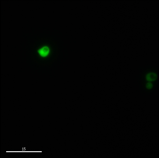 GFP-cell-wall