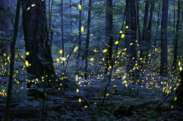 Schreiber-synchronous-fireflies-elkmont-105834