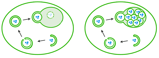 When autophagy is induced, a double layer of membranes wraps around cellular debris, eventually sealing up its target inside a closed autophagosome. The autophagosome then fuses with the lysosome/vacuole, releasing a single-membrane bound package that is then degraded by enzymes (left). In vacuole degradation mutants like those used in Ohsumi's lab (right), the autophagosome contents that are delivered to the vacuole are not degraded and accumulate.