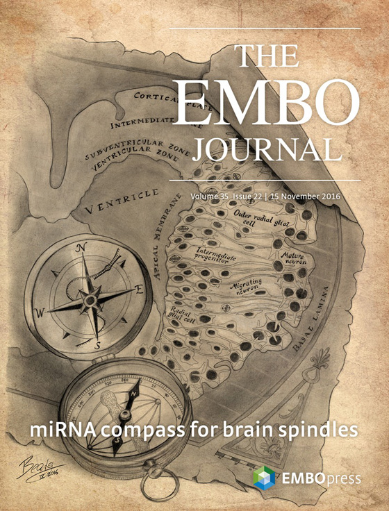 The angle of the mitotic spindle during cell division affects the decision-making of differentiation and thus ultimate position within the brain. This illustration was recently selected as the cover for an issue of EMBO Journal, accompanying a paper I was involved in during my Master's thesis.