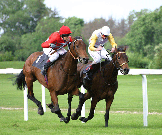 Photo by <a href="https://commons.wikimedia.org/wiki/File:Horse-racing-4.jpg">Softeis via Wikimedia</a>. The speed and stamina of modern racing thoroughbreds are the results of extensive artificial selection.