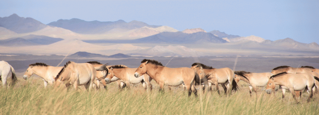 Photo courtesy of Ludovic Orlando. Przewalski’s horses went extinct in the wild in 1969, but have since been reintroduced to Mongolia.