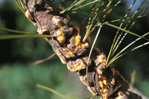 A twig infected with white pine blister rust. Photo by <a href="https://commons.wikimedia.org/wiki/File:Cronartium_ribicola_on_Pinus_strobus_abrimaal2013.jpg">Marek Argent via Wikimedia</a>. 