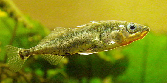 Three-spined stickleback. Photo: Flickr user Jack Wolf. Shared under a CC BY-ND 2.0 license.