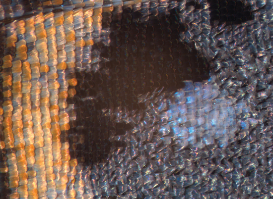 In <i>Junonia coenia</i>, mutations in <i>pale</i> result in these barely-colored eyespots by affecting the black pigment beneath the blue scales, which normally absorbs excess light and intensifies the blue color.