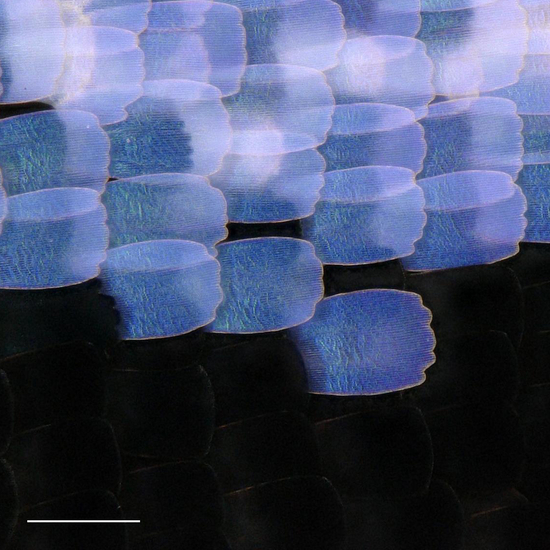 Close-up of scales in the wing eyespot focus of the wild-type <i>Junonia coenia</i>.