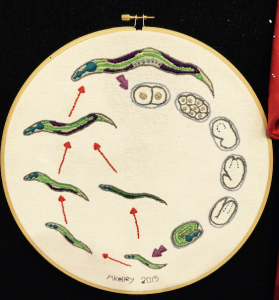 “Life cycle on a thread”, a second place winner by Melissa Kelley. 2015.