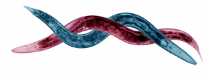 “<i>C. elegans</i> and <i>C. briggsae</i>” by Todd Stairch. 2008.