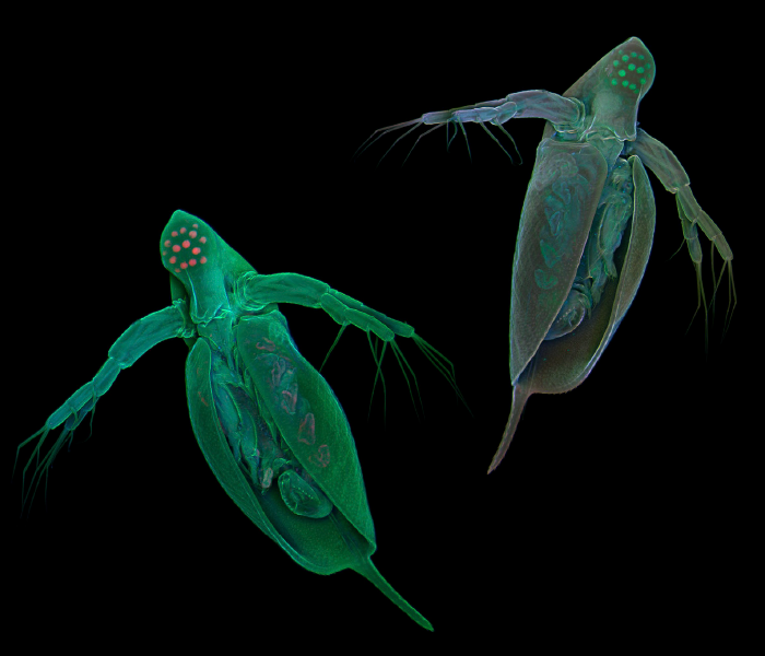 Common water fleas (Daphnia pulex) visualized by means of confocal laser scanning microscopy. Micrographs: Jan Michels, Christian-Albrechts-Universität zu Kiel, Germany. See Maruki and Lynch (pp. 1393) and Ye et al. 2017 (pp. 1405) in this issue and Ackerman et al. 2017 (pp. 105) and Lynch et al. 2017 (pp. 315) in the GENETICS May issue for related work.